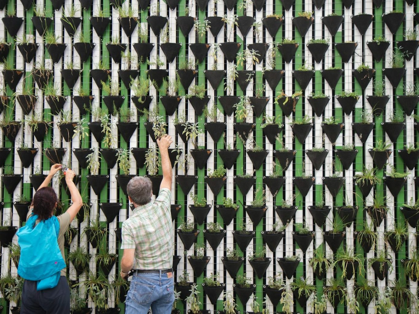 Deux personnes travaillent sur un mur végétal, en plaçant des plantes dans des supports.